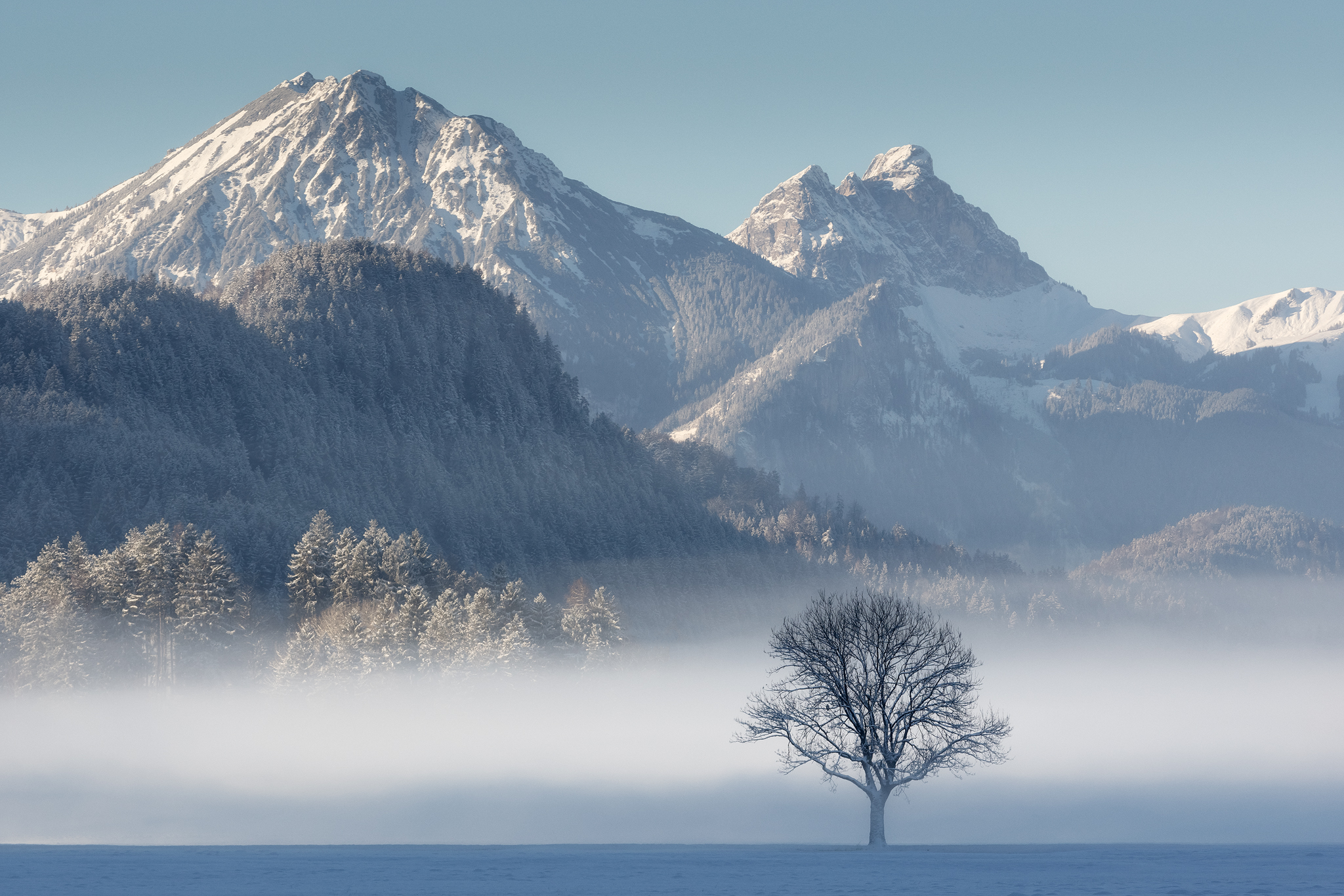 Fine art photograph of a lone tree with fog and a snowy mountain background in Bavaria, Germany. Photo by landscape photographer, Serena Dzenis.