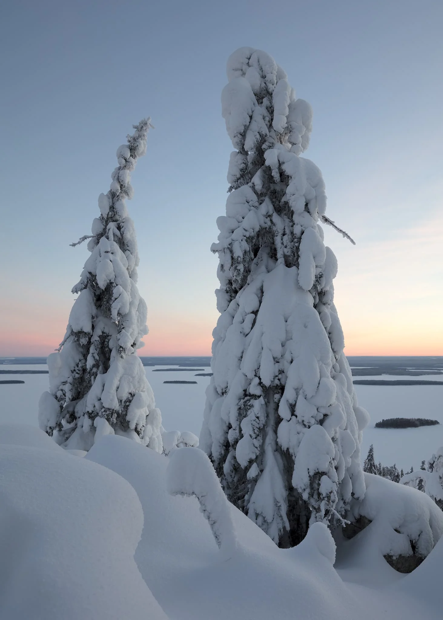 Fine art photography of snowy trees in Finnish Lapland by Australian photographer, Serena Dzenis.