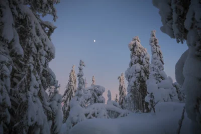 Snow covered trees looking towards the moon during sunset in Koli National Park, Finland