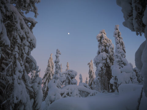 Snow covered trees looking towards the moon during sunset in Koli National Park, Finland