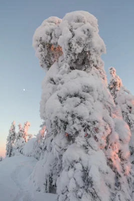 Snow covered trees resembling monsters in Finnish Lapland