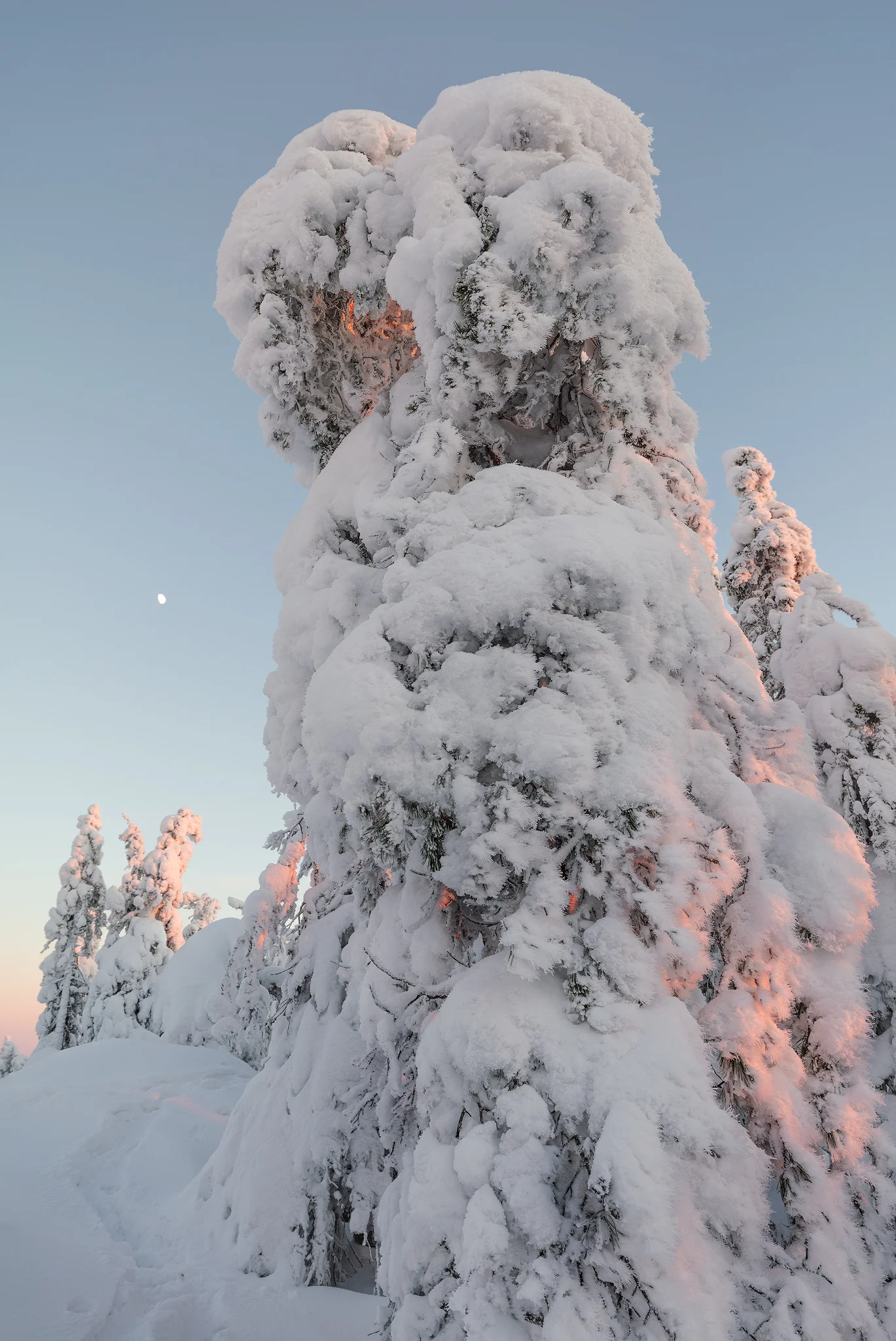 Snow covered trees resembling monsters in Finnish Lapland
