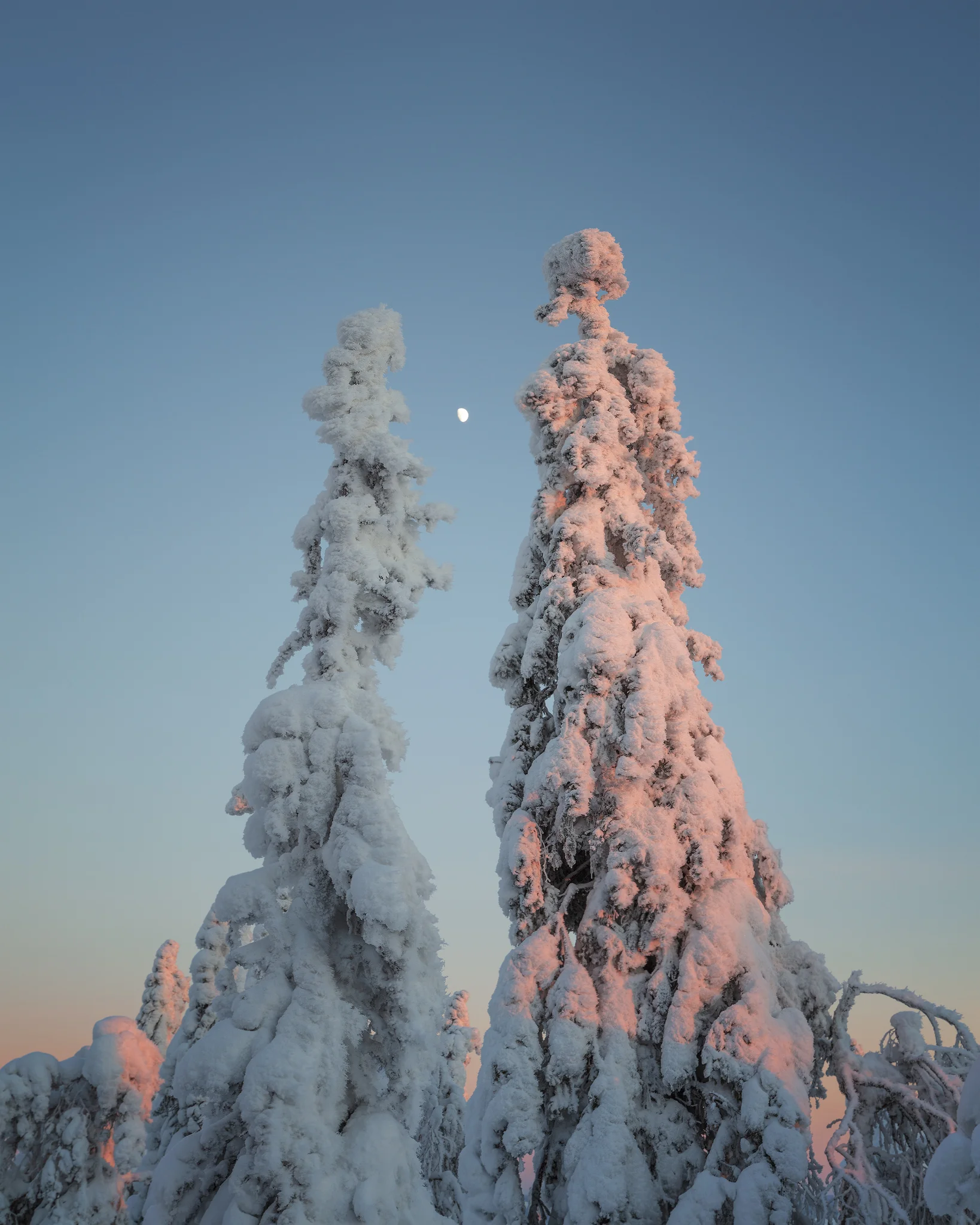 Snow covered trees resembling King and Queen during alpenglow sunset at Koli National Park in Finland