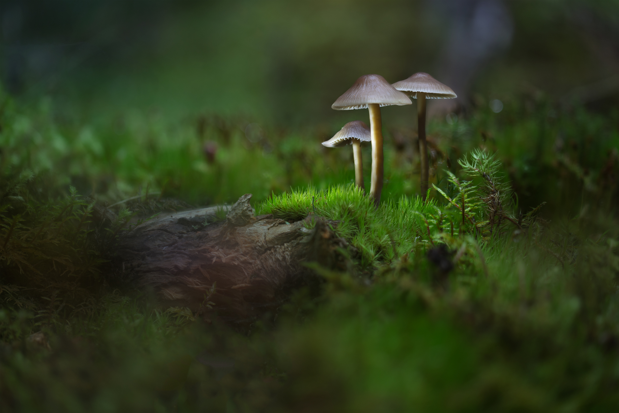 Macro photograph of Mycena galericulata mushroom in Iceland
